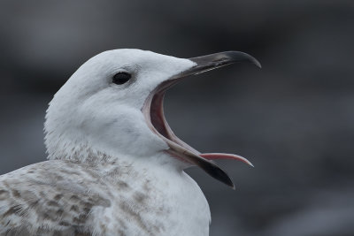 Pontische Meeuw / Caspian Gull