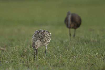 Wulp / Eurasian Curlew