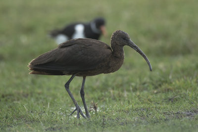 Zwarte Ibis / Glossy Ibis