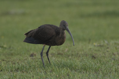 Zwarte Ibis / Glossy Ibis