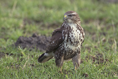 Buizerd / Common Buzzard