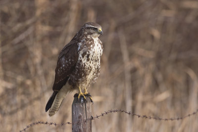 Buizerd / Common Buzzard