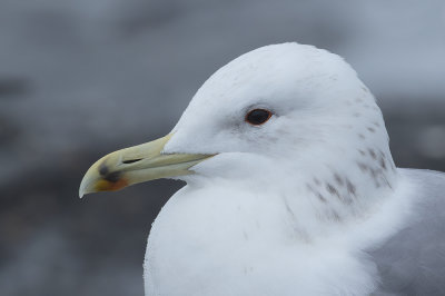 Pontische Meeuw / Caspian Gull