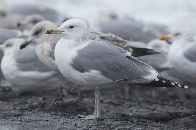 Pontische Meeuw / Caspian Gull