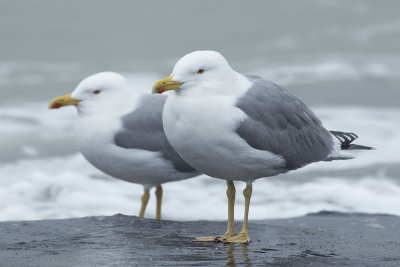 Geelpootmeeuw / Yellow-legged Gull