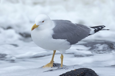 Geelpootmeeuw / Yellow-legged Gull