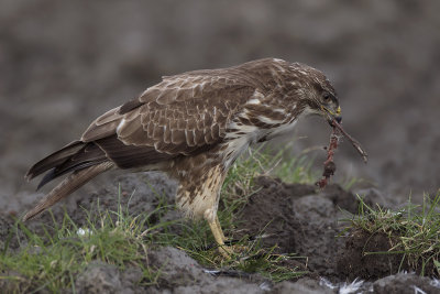 Buizerd / Common Buzzard