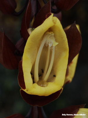 A peculiar flower, also from Asia