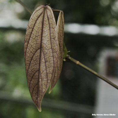 Brown leaf, but not while it is dead