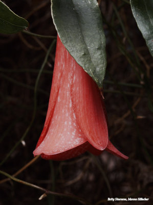 Red bell form