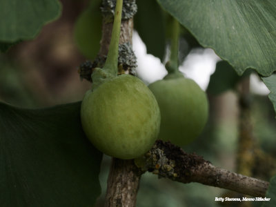 Gingko Biloba fruits