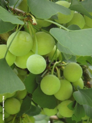 Gingko Biloba fruits