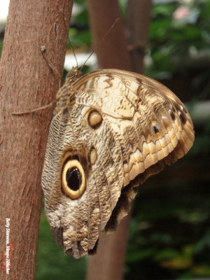 The hothouse also houses butterflies