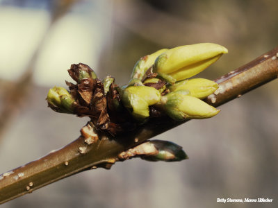 Forsythia; spruitende knop