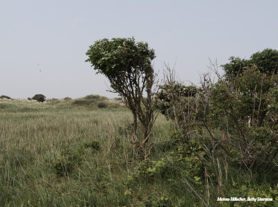 Kooiduinen