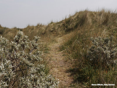 Kooiduinen