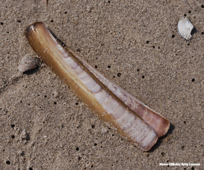 Op het strand