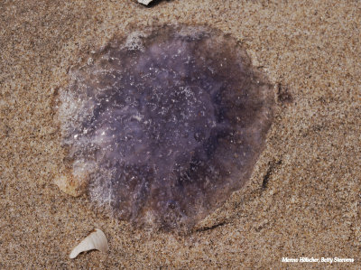 Op het strand