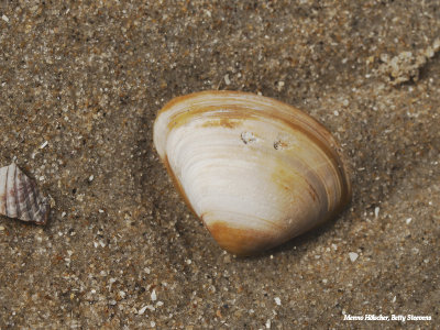 Op het strand