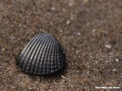 Op het strand