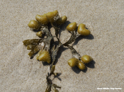 Op het strand