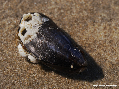 Op het strand