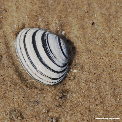 Het strand van Hollum