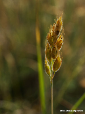 Gras in bloei