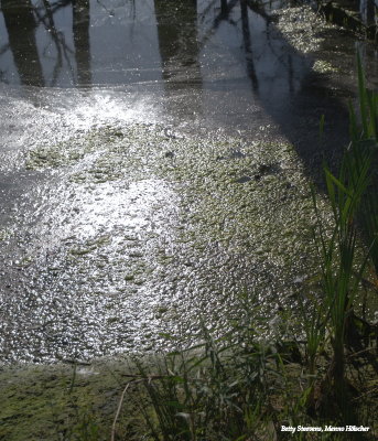 Sun in the water