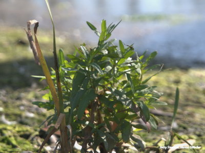 Swamp plant.