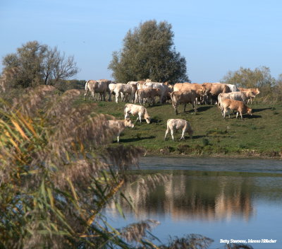 Cows on the dyke