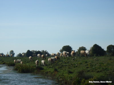 Cows on the dyke