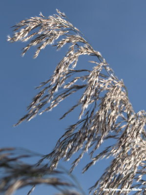 The reed shines in the sunlight