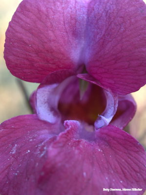 Impatiens glandulifera, a flower