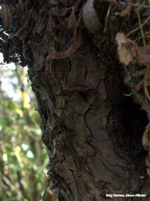 Willow bark