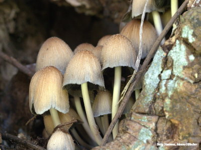 Shiny inkcap