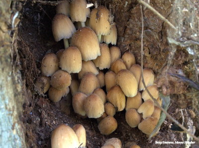Shiny inkcap