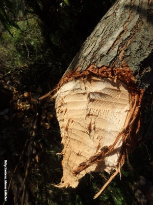 Beaver has felled a tree
