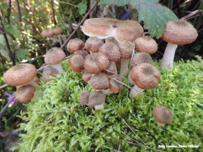 Honey mushroom