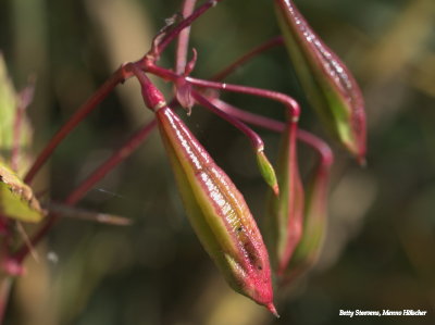 Impatiens glandulifera, the seed box