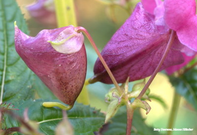 Impatiens glandulifera, flowers