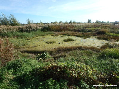 Marsh land