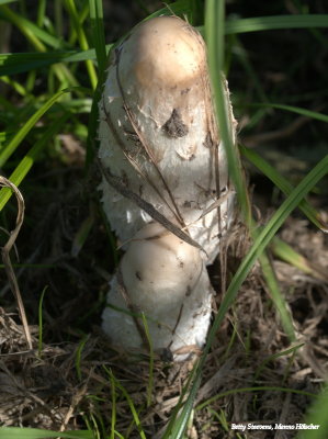 Shaggy inkcap