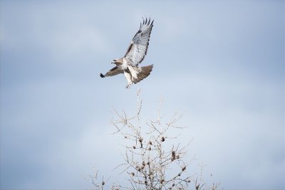 Suzan McEvoy - Look Up 02.jpg