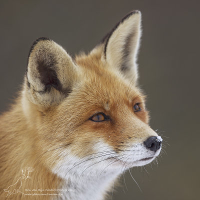 Vossen/Red Fox