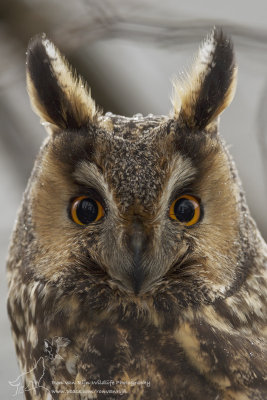 Ransuilen/Long-eared Owl