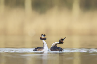 Fuut/Great Crested Grebe