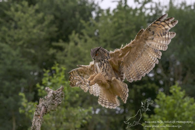 Oehoe/Eurasian Eagle-Owl