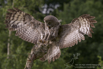 Laplanduil/Great Grey Owl