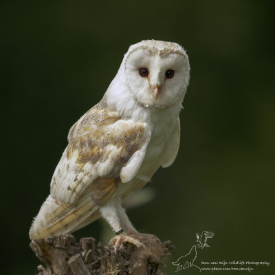 Kerkuil/Western Barn Owl